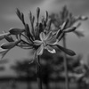 色なき花