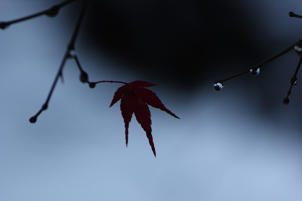 時雨