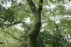 苔色の木