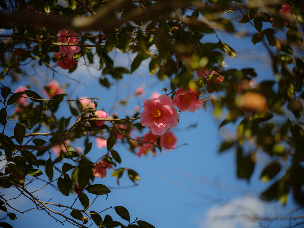 花盛り