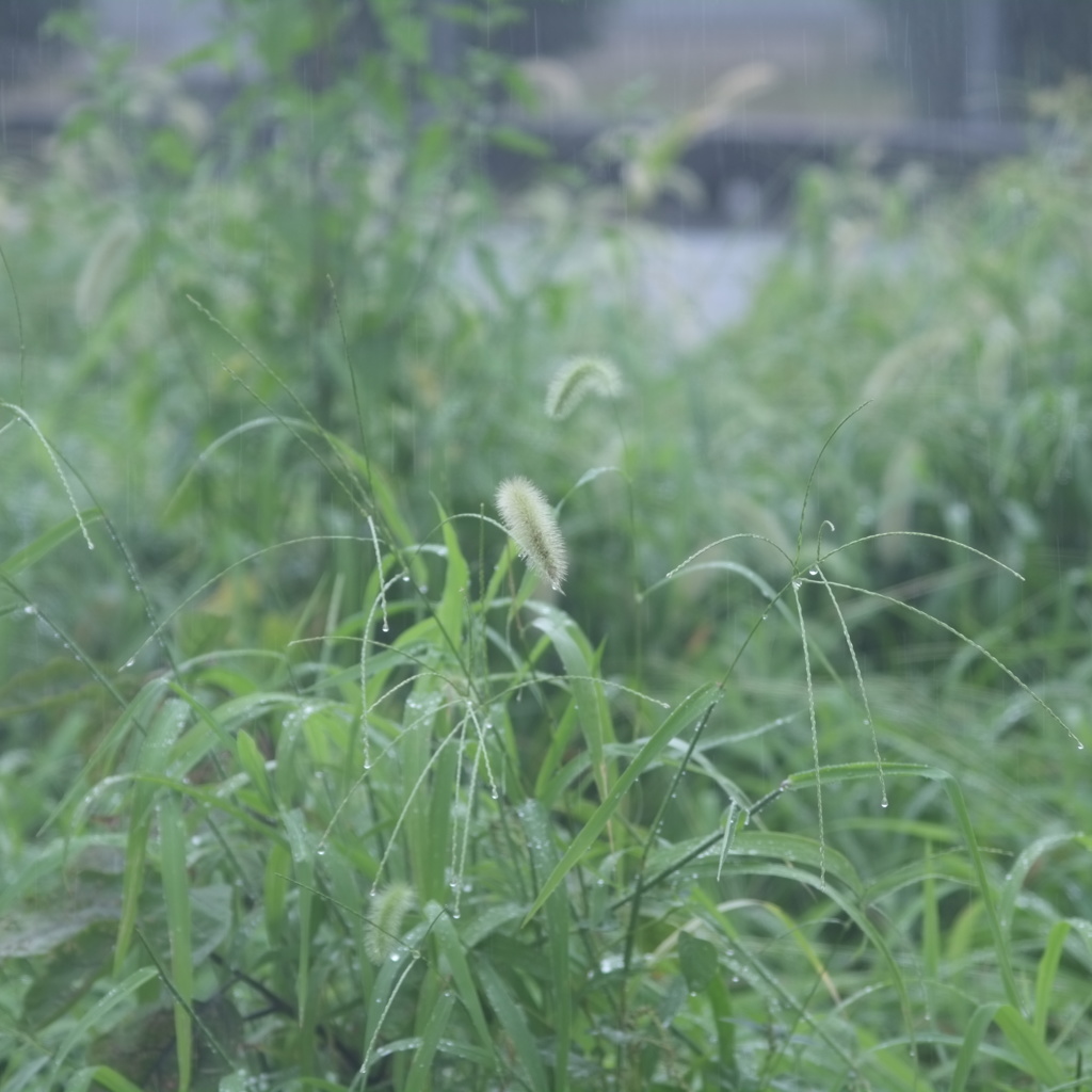 久々の雨