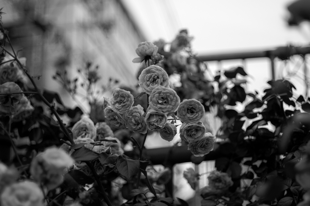 ＲＯＳＥ