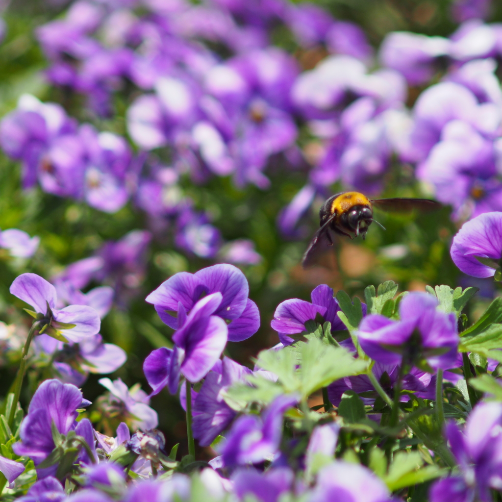 花の香り蜜の味