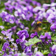 花の香り蜜の味