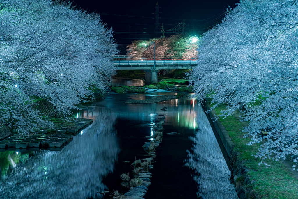 夜桜