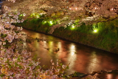 桜色の流れ