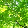 新緑の風