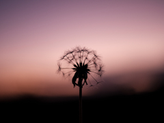 sunset　