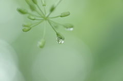 雨上がり　