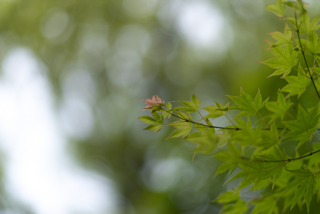 紅一点