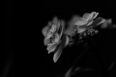 silent
