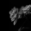 silent