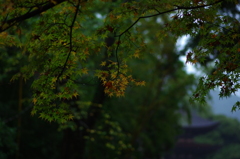 冷たい雨