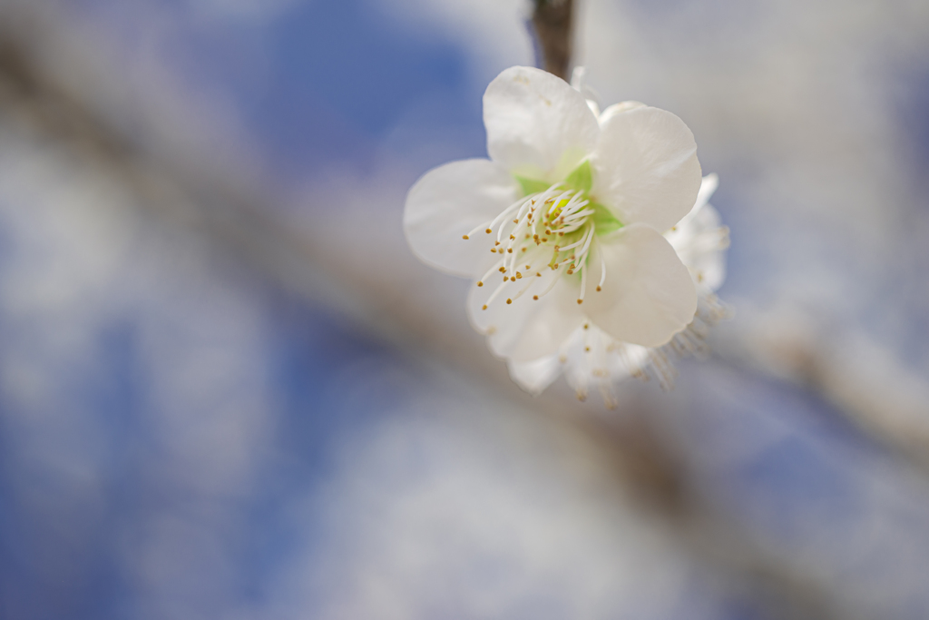 花一輪