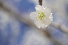 花一輪