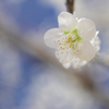 花一輪