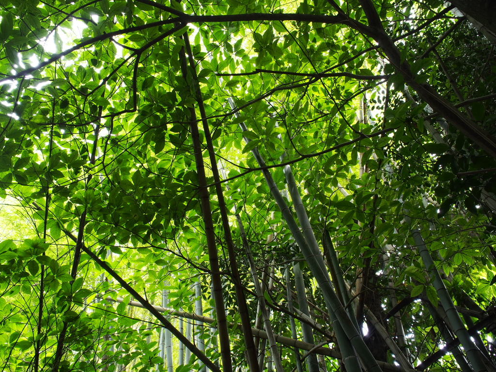 竹林に吹く風