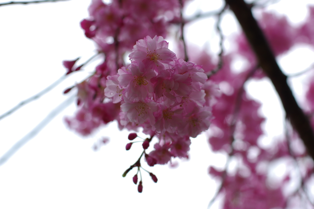 恵みの雨