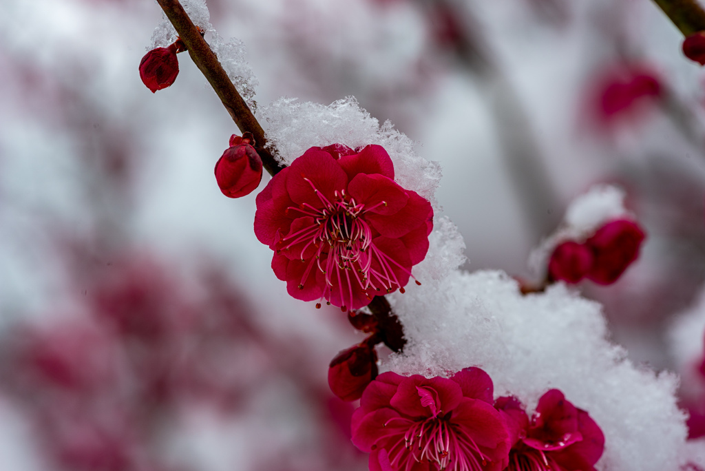 雪化粧