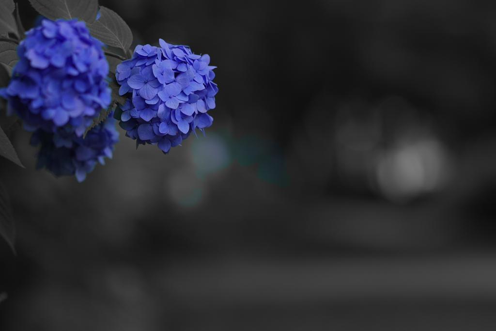 紫陽花
