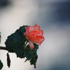一輪の花