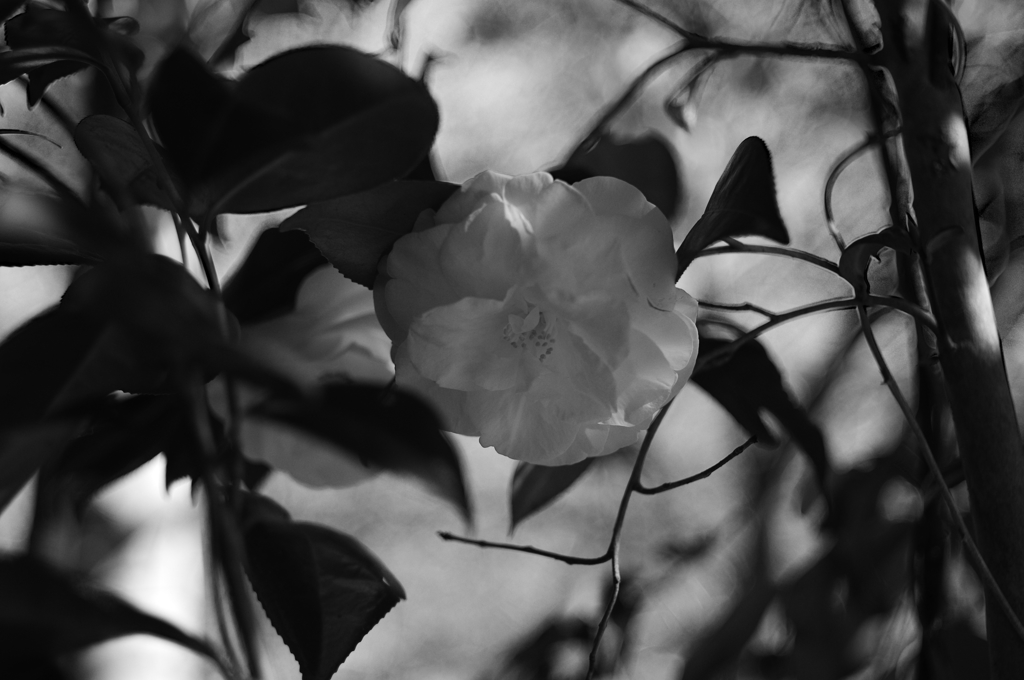 藪に咲く花