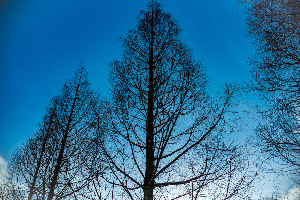 木立と空