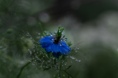 teardrop