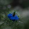 teardrop