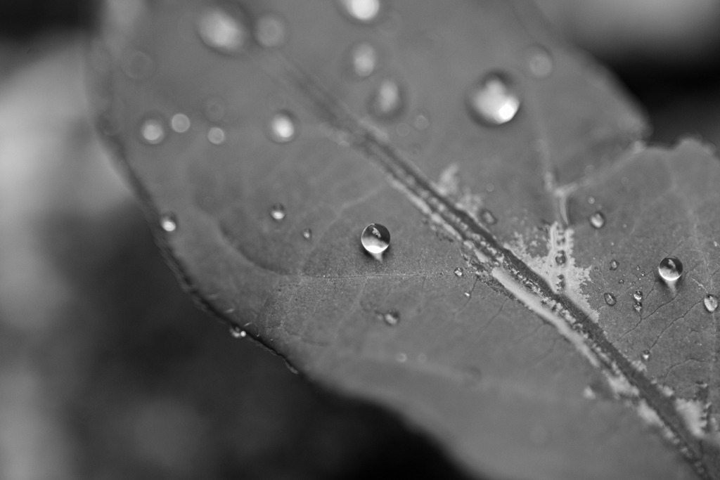 雨上がり