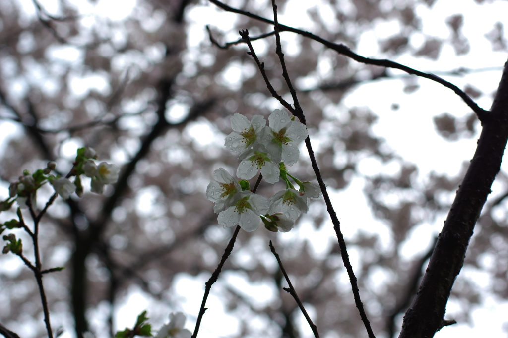 雨模様