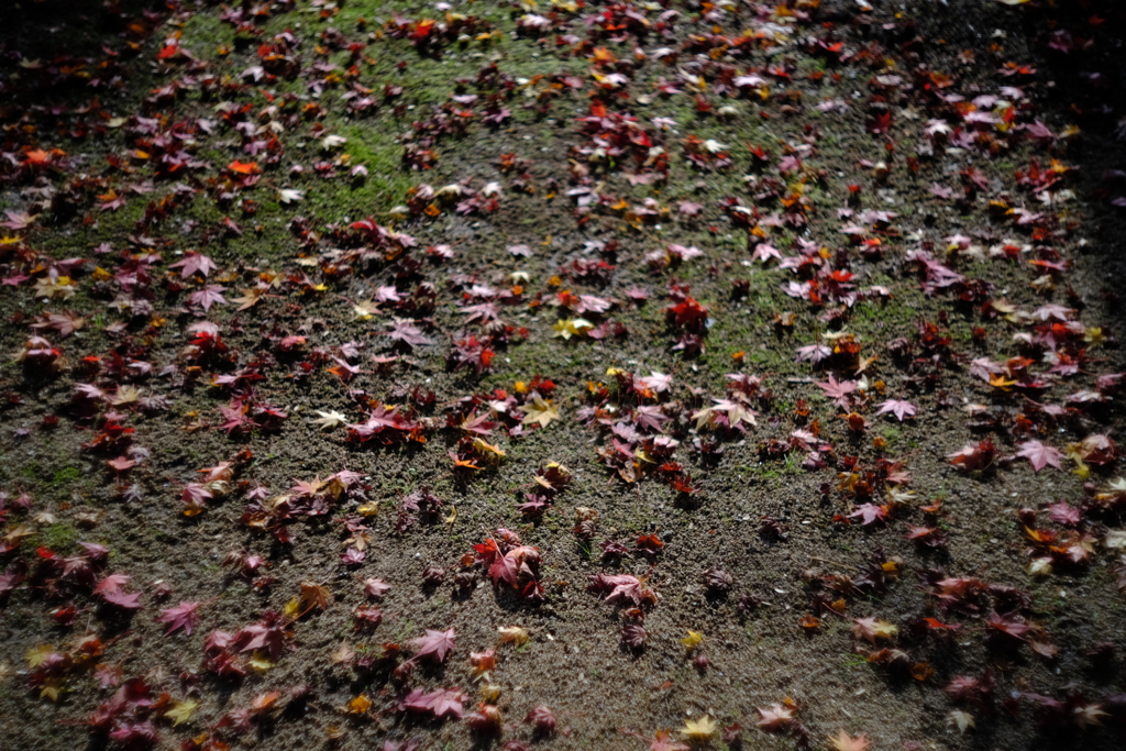 Autumn Leaves