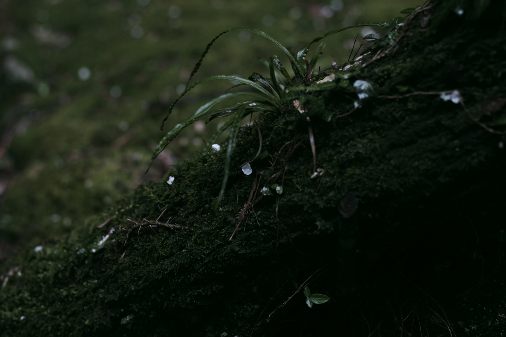 古木に散る梅の花びら