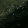 古木に散る梅の花びら
