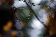 冷たい雨