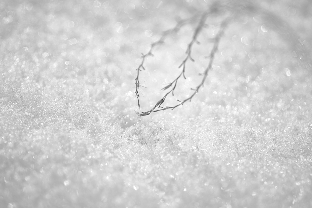 雪原
