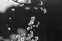 陽光