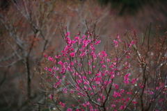 小春日和