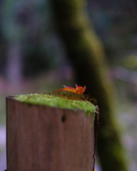 晩秋の欠片