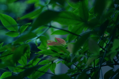 小さな秋