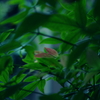 小さな秋