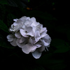 紫陽花