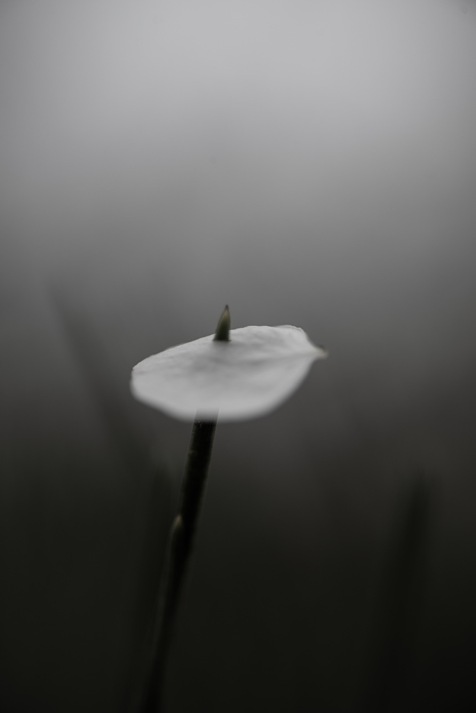 風の悪戯