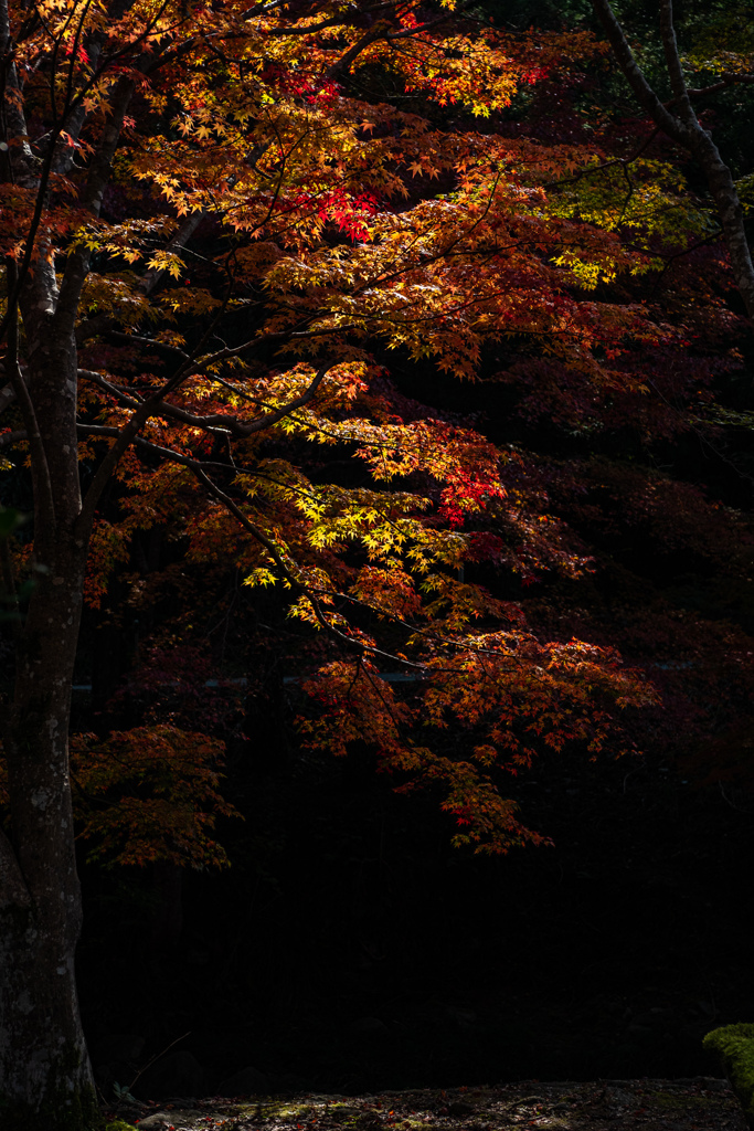 紅葉とひかり