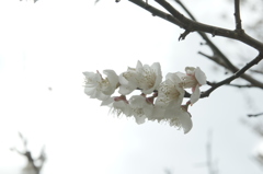 純白の