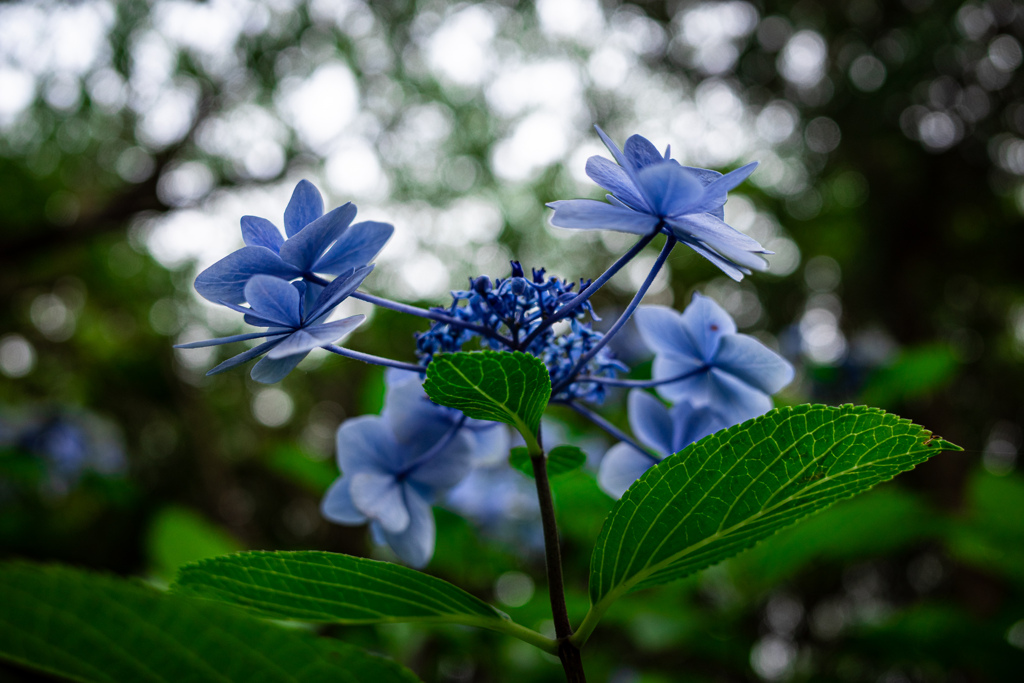 紫陽花日和