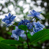 紫陽花日和