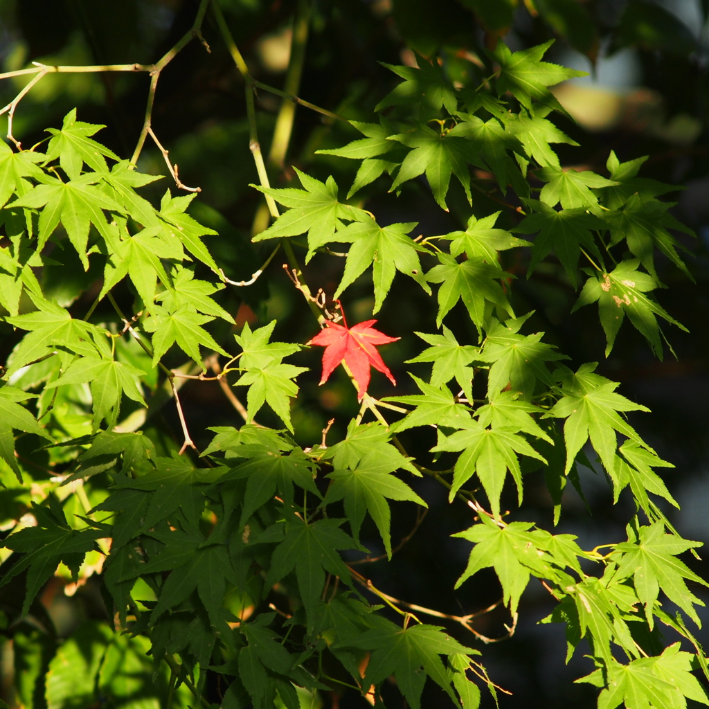 紅一点