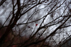 紅一点