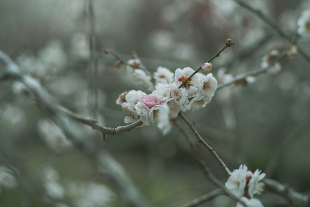 花曇り